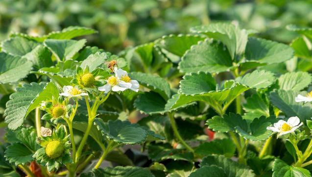 为什么草莓一晒太阳叶子就会干枯,草莓的叶子变黄变干是缺水吗