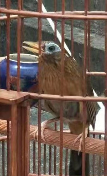 画眉鸟战后怎么处理,画眉鸟生病了最好的治疗方法