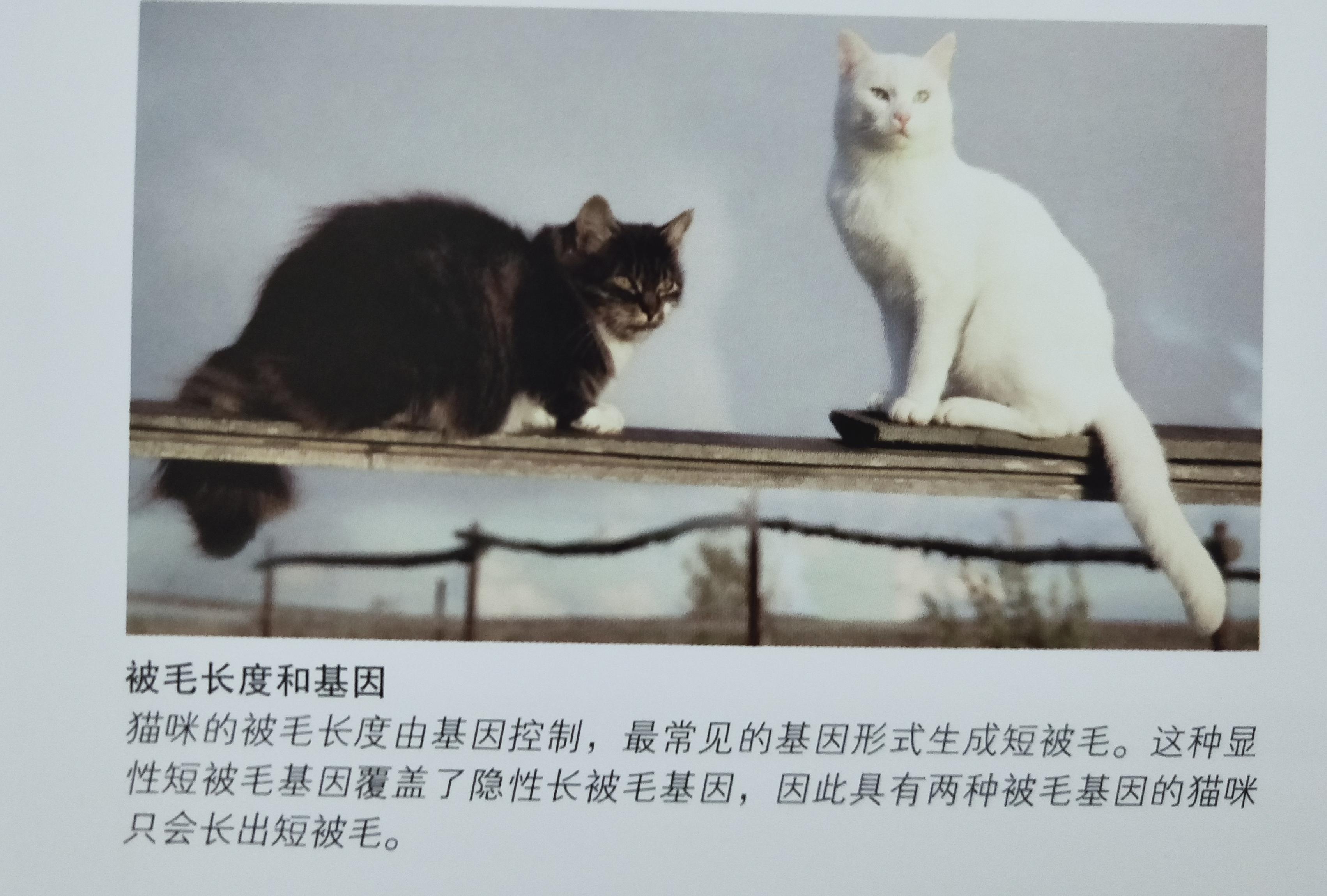 有些人家里养了非常多的猫咪,很多人都养猫咪的原因
