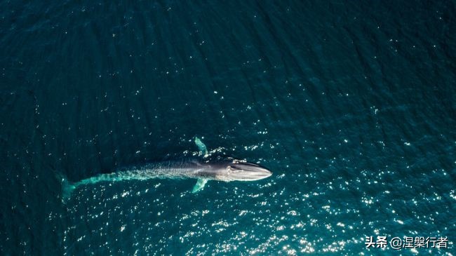 50种珍稀保护动物,为什么人类应该保护濒危物种