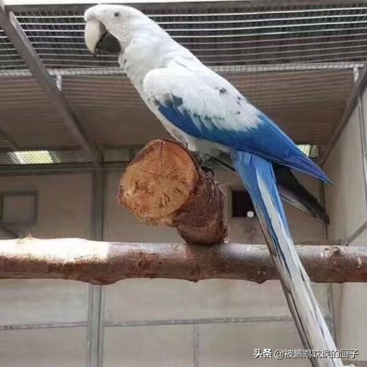 王校长养熊猫,王校长养了什么狗