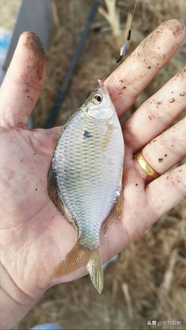 为什么大板鲫吃口很轻,大板鲫一般多少度吃口