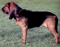 世界上一百种狗的图片,世界十种名贵狗