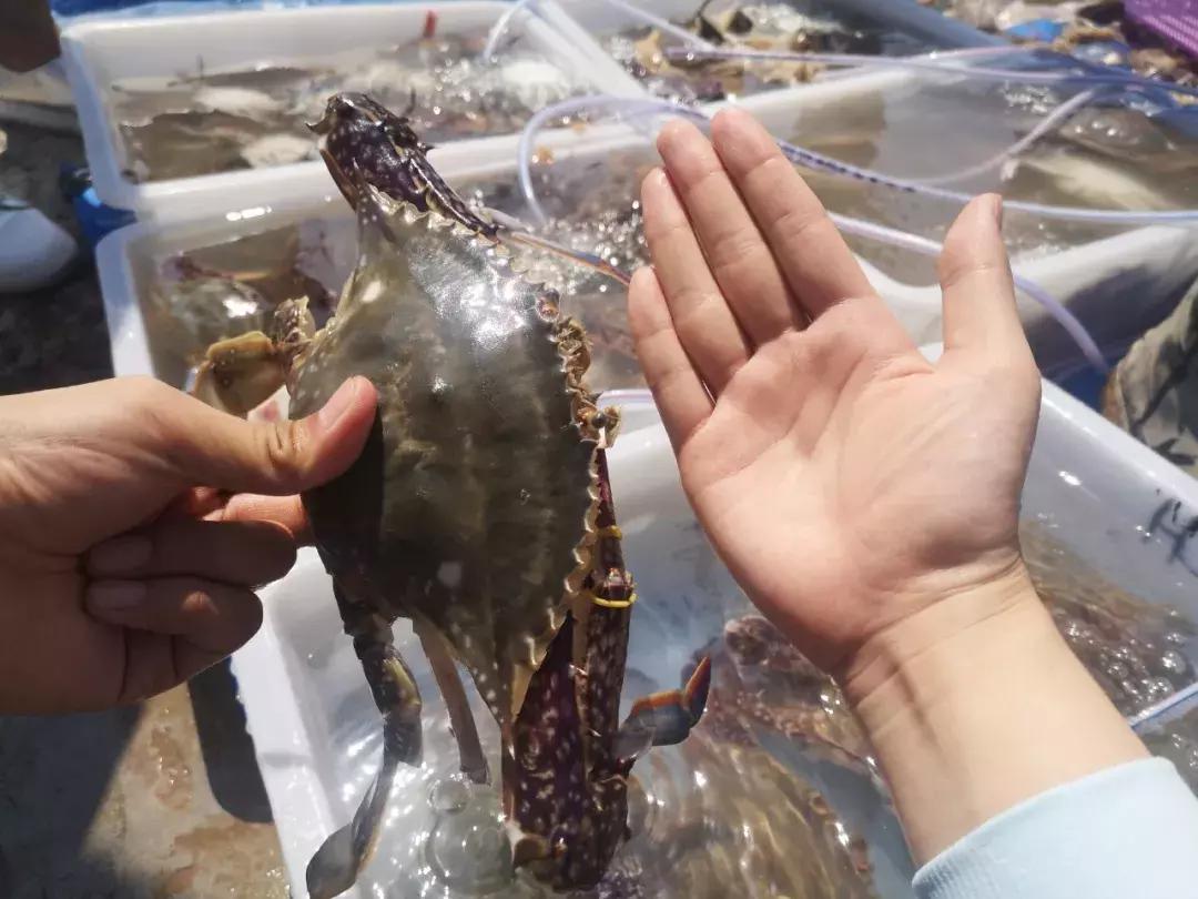 青岛开海了新鲜肥美的海鲜已上市,青岛开海红岛海鲜八大关