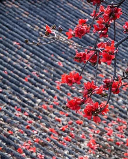 致橡树爱情的模样,致橡树送给爱情中的人可以吗