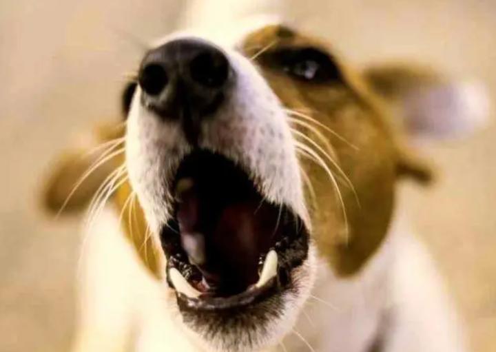 狗临死一直流粘液,狗突然大量流粘液口水鼻子干