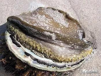 各国海鲜大盘点,今年过年最值得入手的海鲜