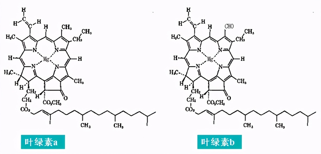 着色剂护色剂漂白剂,着色剂护色剂漂白剂判断题