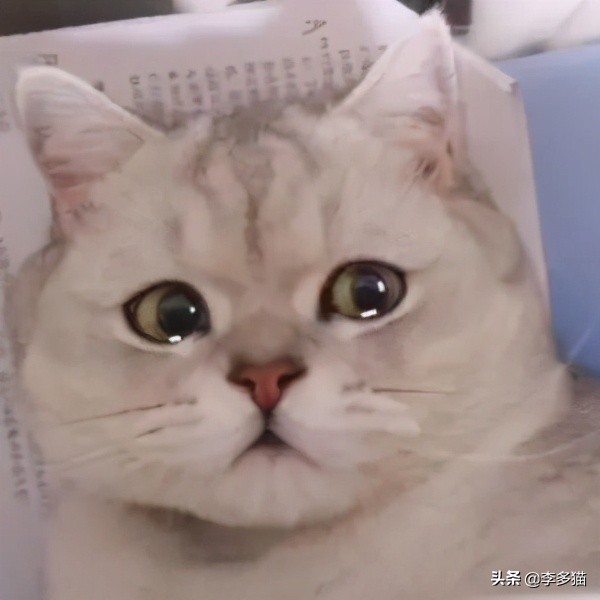 新手养猫必看一招搞定猫咪驱虫,养宠须知这份猫咪驱虫指南请收好