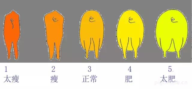 母猪不发情吃什么药,母猪为什么不生崽