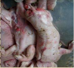 母猪霉菌毒素超标对小猪有影响吗,霉菌毒素对猪危害的图片