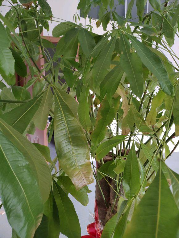 发财树叶子喷啤酒黄了,发财树黄叶喷桔子皮水可以吗