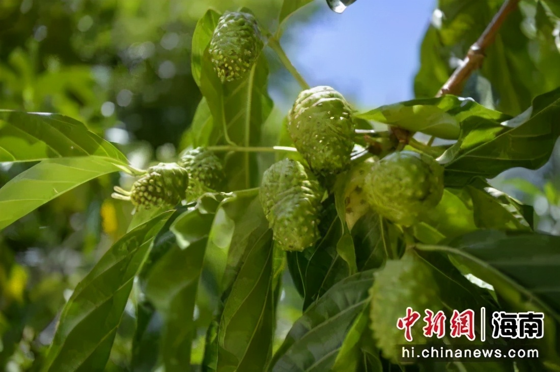 万宁诺丽果产品,万宁诺丽产业合作开发