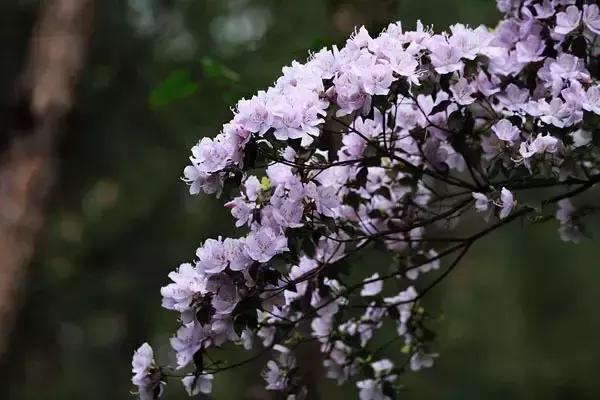 大美宣汉清明出游,大美宣汉完整视频