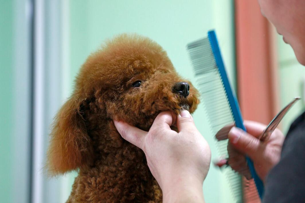 新手养泰迪犬要注意些什么,养泰迪犬需要注意啥