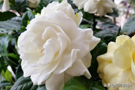 栀子花烂根最好的处理方法,栀子花烂根怎么补救最快最有效