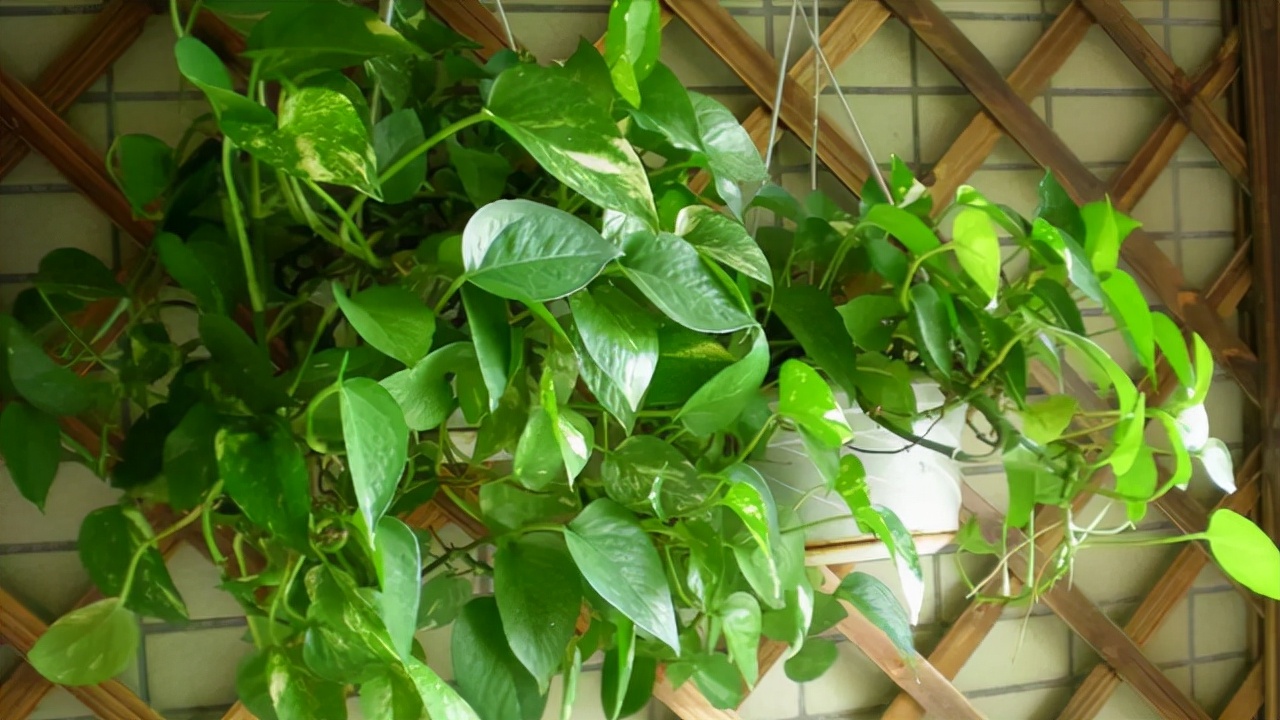 春季翻盆换土的花,哪些花适合在秋季换盆