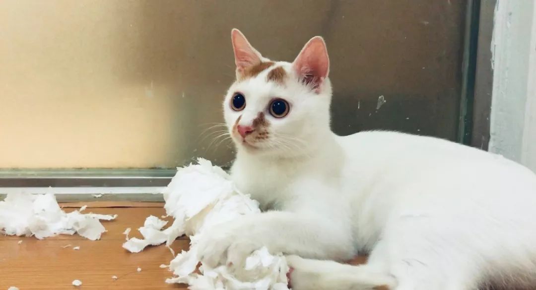 猫咪爱吃虫子该怎么办,如何纠正猫咪贪吃零食习惯