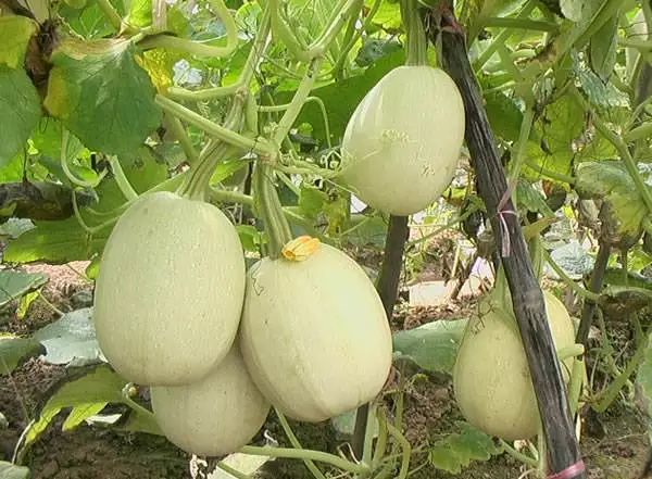 这食材第一次见，误以为是南瓜，切开后一圈圈拉丝，拌完像鱼翅