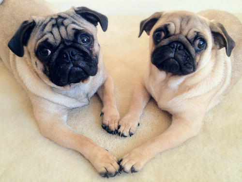 中国十大名狗图片排名,十大名狗排行榜