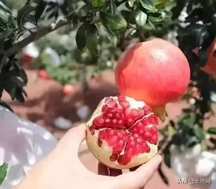 水果最新盈利模式,如何把低价水果销量上去并且赚钱