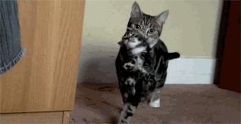 猫咪小百科猫咪身上的神秘小开关,猫咪身上那些神奇的小开关