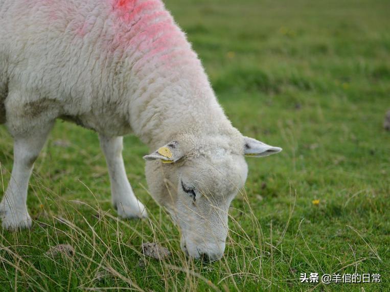 绵羊养殖技巧教学,绵羊的正确养殖方法