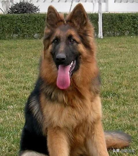 德国牧羊犬饲养基地在哪里,德国牧羊犬近亲繁育