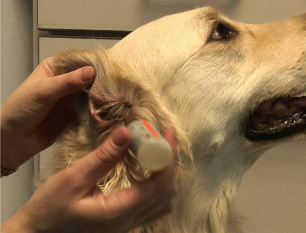 治疗狗耳螨方法,治疗狗耳螨需要多少钱