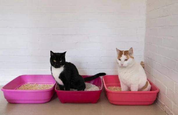 怎样治猫咪乱尿小妙招,解决猫咪乱尿的十个步骤