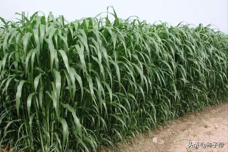 一亩地的牧草大概能养多少头牛羊,养牛牧草高丹草