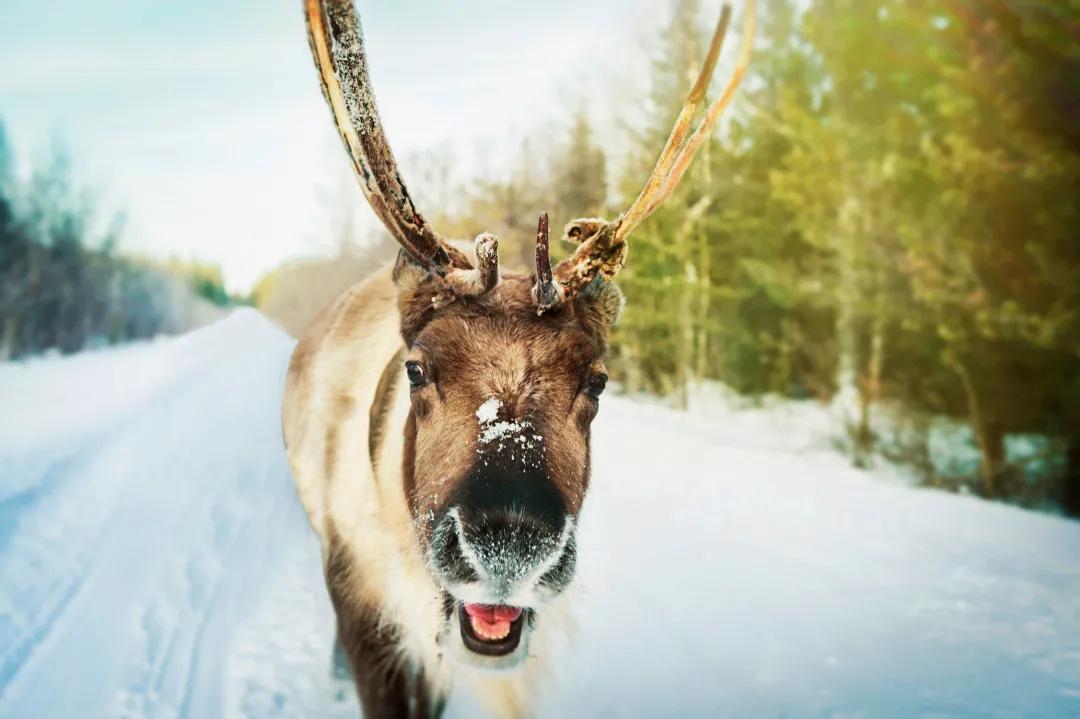 当芬兰童话遇见北欧森林：零下40℃的中国“北极”，美炸了