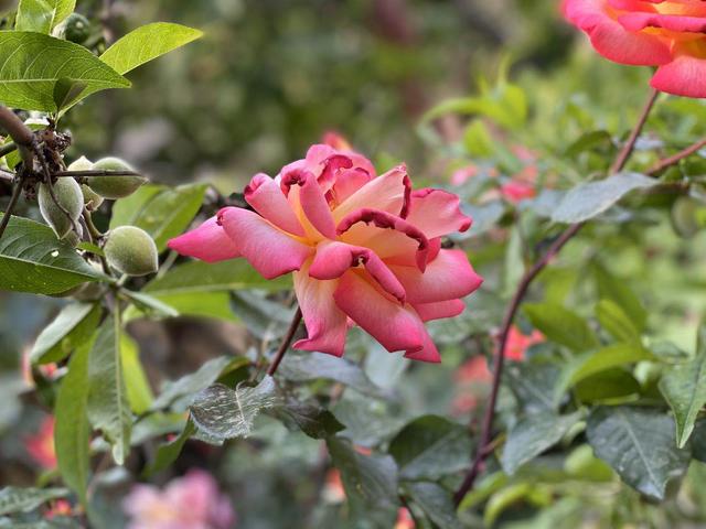 雪为肌肤,雪为肌肤花为肠全诗