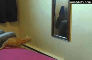 猫咪照镜子看自己,猫咪照镜子是什么样子图片