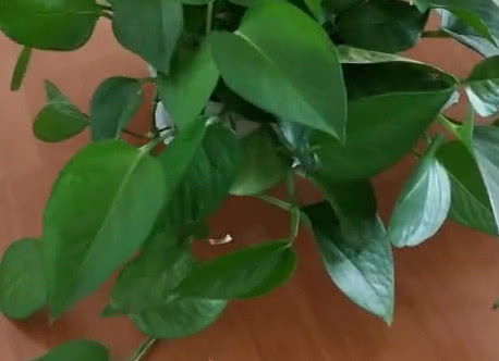 我的绿萝为啥只长藤枝叶不爆盆呢,绿萝黄叶越长越细小