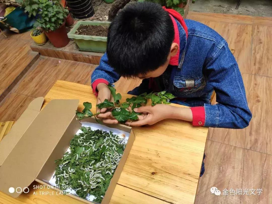 第一次养蚕作文,养蚕的作文三年级300字