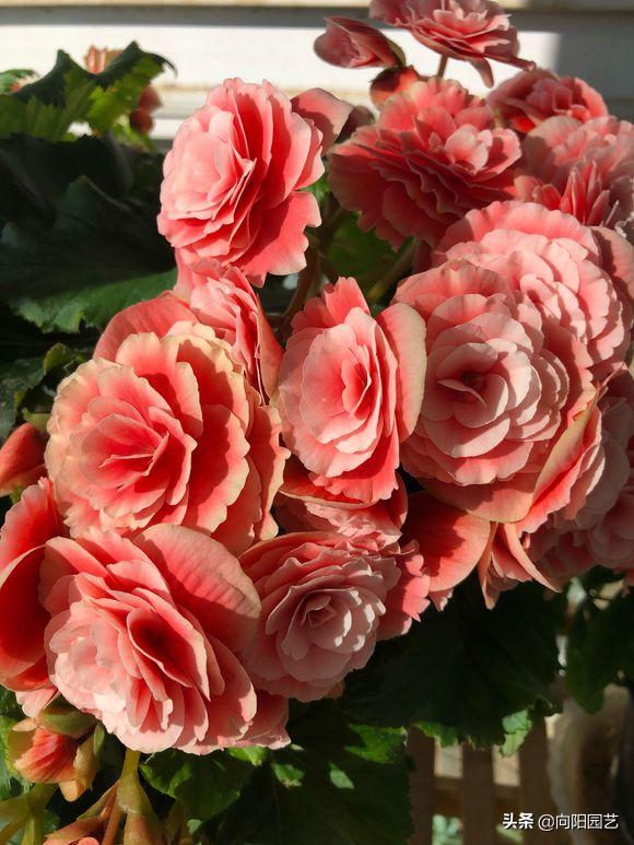 冬天值得养的7种花,这6种花冬天冻不死还花开不断