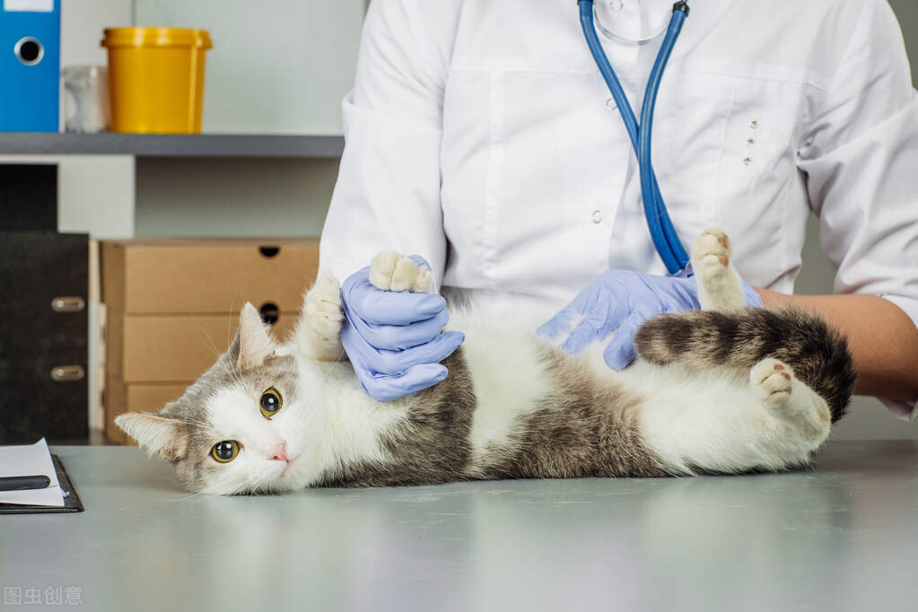 养一只蓝白猫一个月多少钱,养一只猫一年大概要多少开销