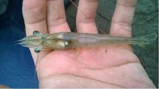 对虾出现空肠空胃原因及解决办法,对虾空肠空胃用什么药好