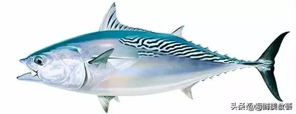 32种经典寿司做法视频,寿司常用的鱼