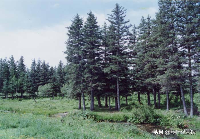 奥森云杉木,奥森吉他430云杉木