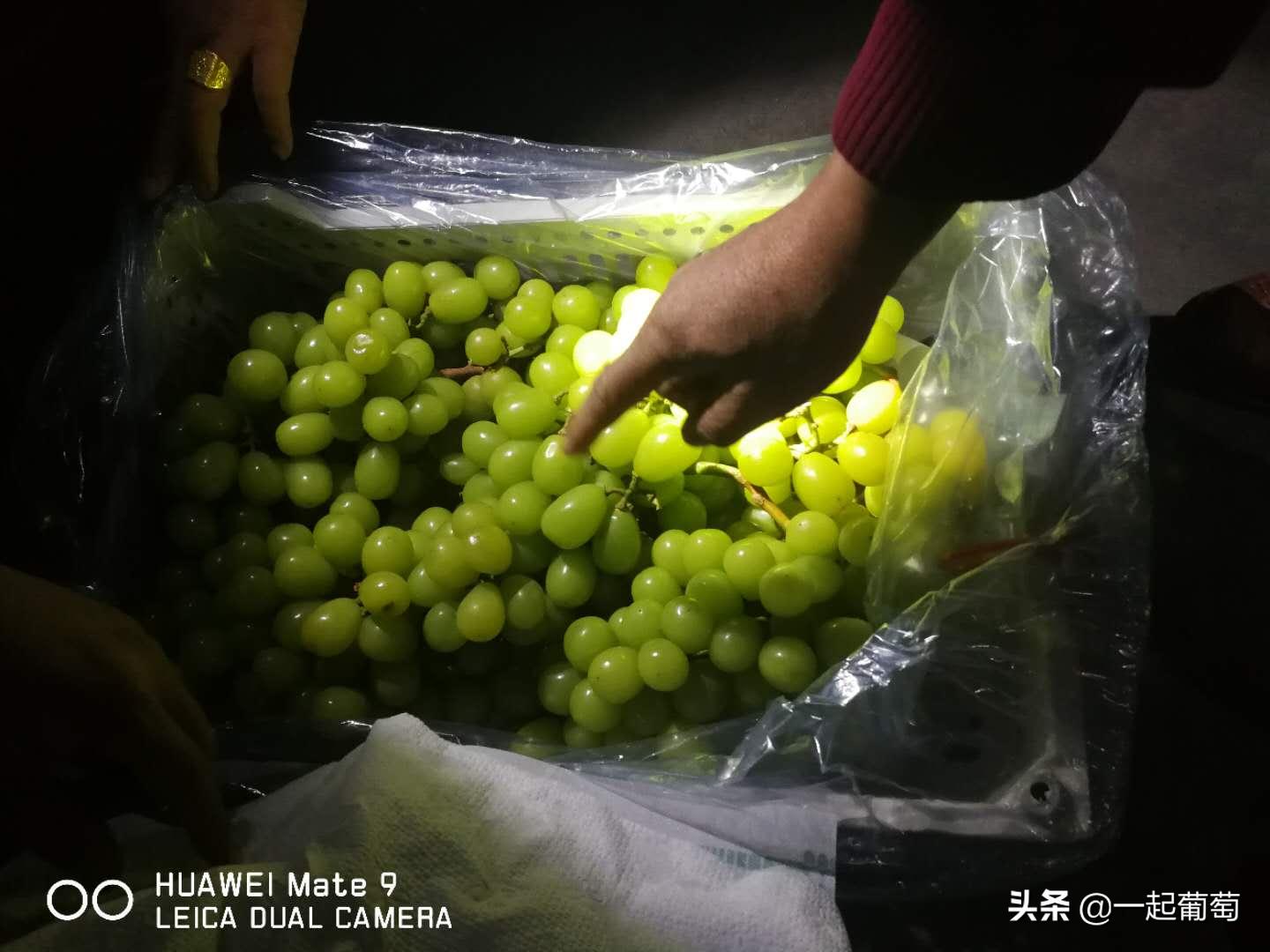 葡萄存库,葡萄存库一天的成本