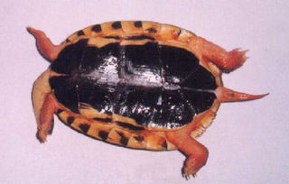 三线闭壳金钱龟买什么龟缸最好养,三线闭壳金钱龟可以深水养吗