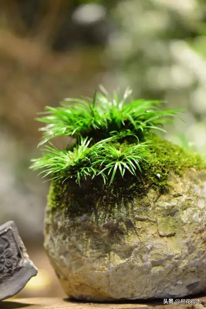 赞美菖蒲盆景的诗句,盆景诗词经典赏析