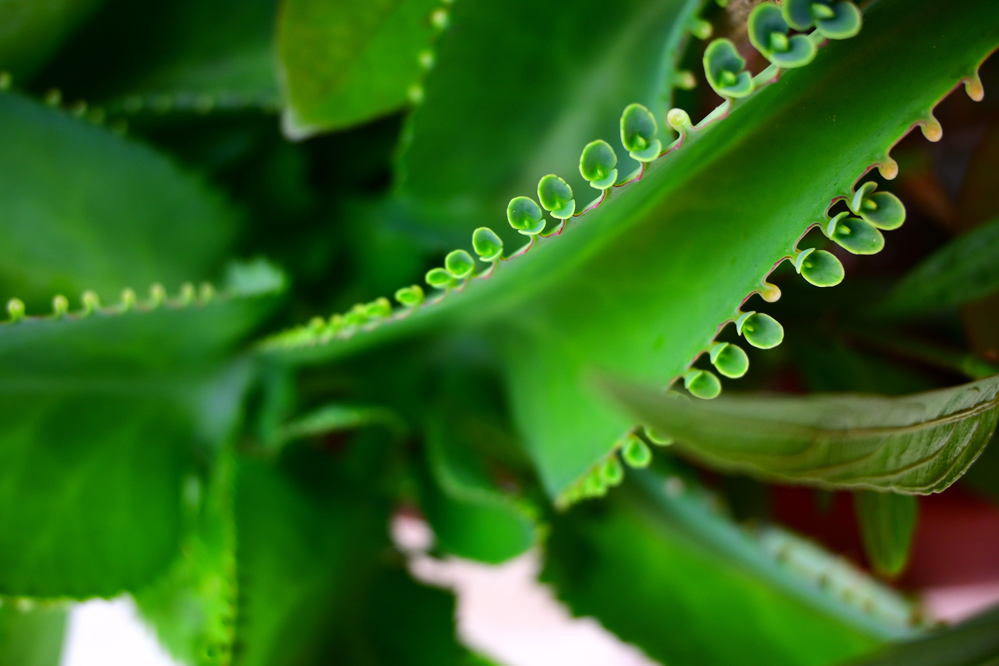 尼康z50到底属于什么档次的相机,2024年尼康z50还值得入手吗