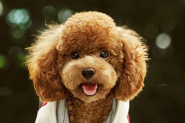 怎样把泰迪犬身边的跳蚤去除,泰迪狗身上的跳蚤要怎么消除