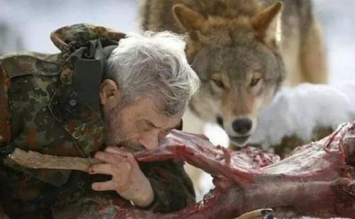 国外老人成为狼群的头狼，母狼发情时最尴尬，地位受挑战时最危险