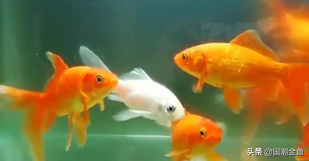 家庭养鱼小技巧和方法,观赏养鱼的方法和技巧