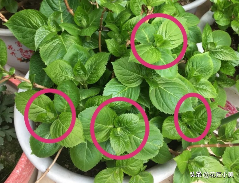 想养绣球花什么品种好看又好养,想种一颗绣球花