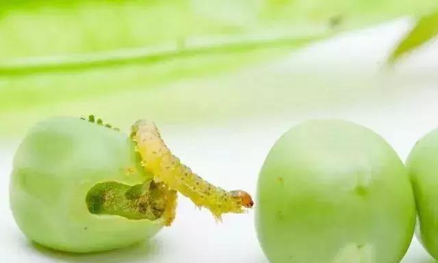 甲维盐氯氰菊酯能杀红蜘蛛么,甲维盐氯氰菊酯药效多少天